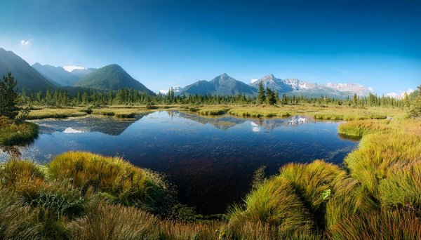 Quels sont les meilleurs spots pour la plongée sous-marine avec les dauphins à Hawaii : conseils et périodes idéales ?